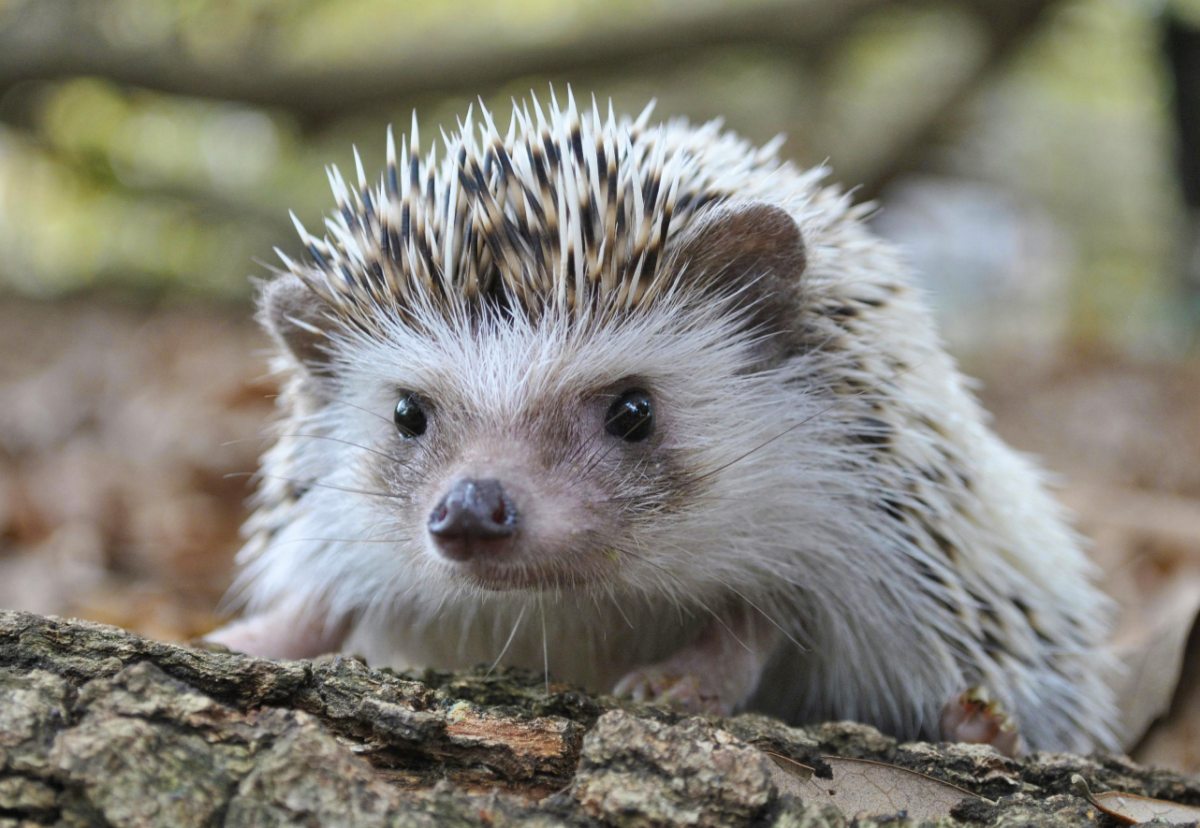 Housing schemes to be designed with hedgehog highways from September